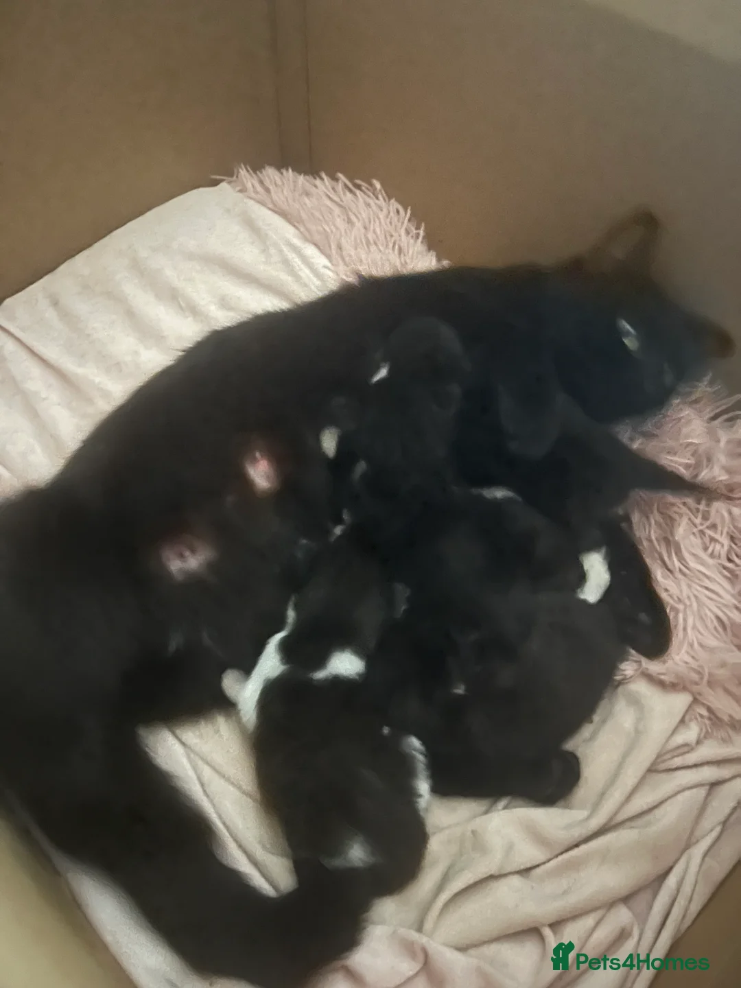 Mixed Breed cats for sale: READY TO GO NOW  - Advert 2