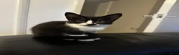 British Shorthair cats for sale: 🐾 Adorable Black & White Kitten in London - Advert 2