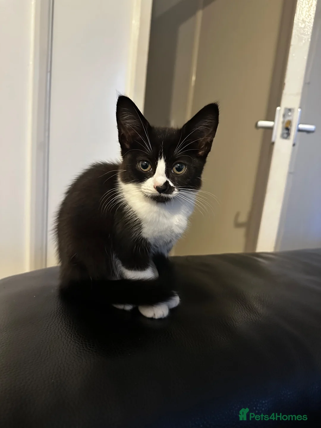 British Shorthair cats for sale: 🐾 Adorable Black & White Kitten in London - Advert 2