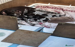 German Shorthaired Pointer dogs for sale: Gorgeous litter of German Shorthair puppies - Image 9