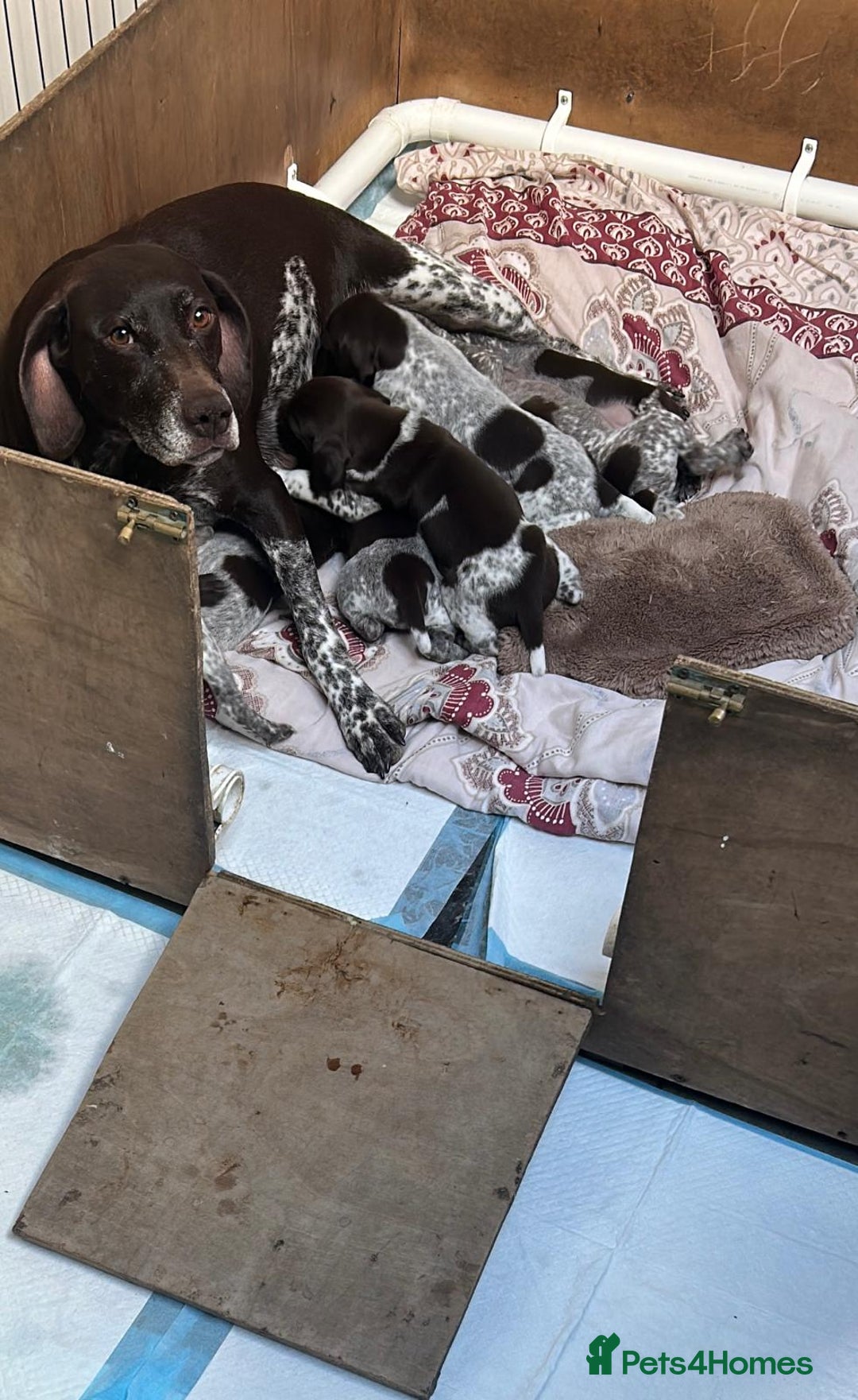 German Shorthaired Pointer dogs for sale: Gorgeous litter of German Shorthair puppies - Image 9