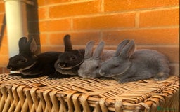 Rex rabbits for sale: Female & male otter/BEW mini rex rabbits  - Image 4