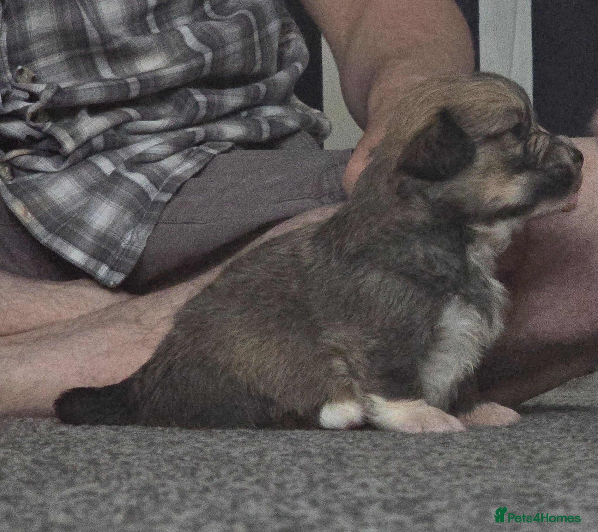 Welsh Corgi Pembroke dogs *Viewings now available!*KC Welsh Pembroke Corgi. - Advert 3