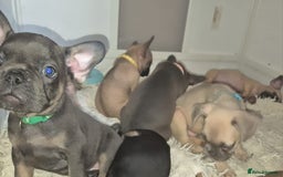 French Bulldog dogs for sale: Beautiful litter of frenchie pups - Image 4