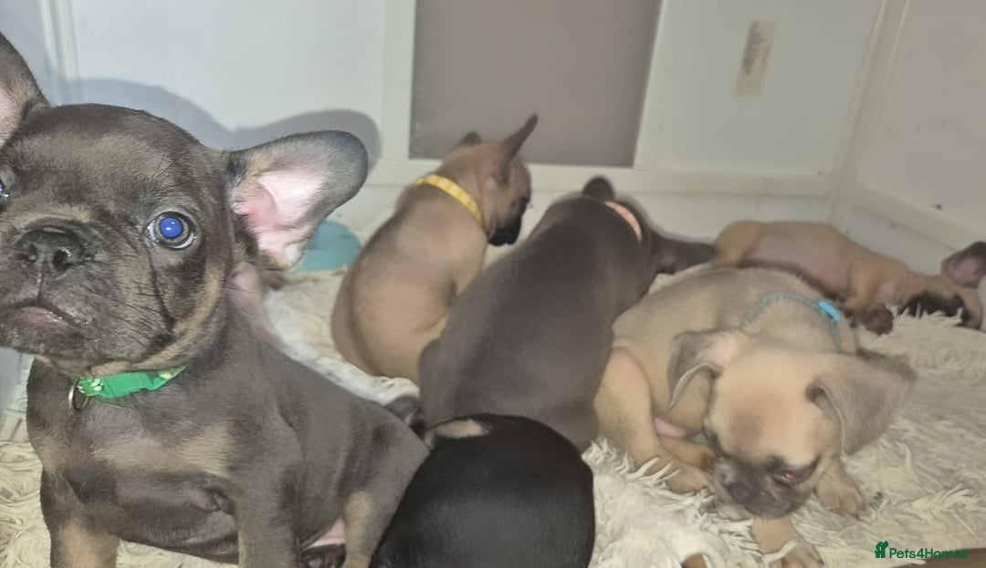 French Bulldog dogs for sale: Beautiful litter of frenchie pups - Image 4