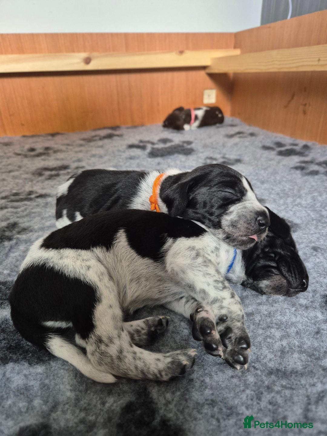 German Shorthaired Pointer dogs for sale: German Shorthaired Pointer/Irish Setter-Poinsetter - Image 7