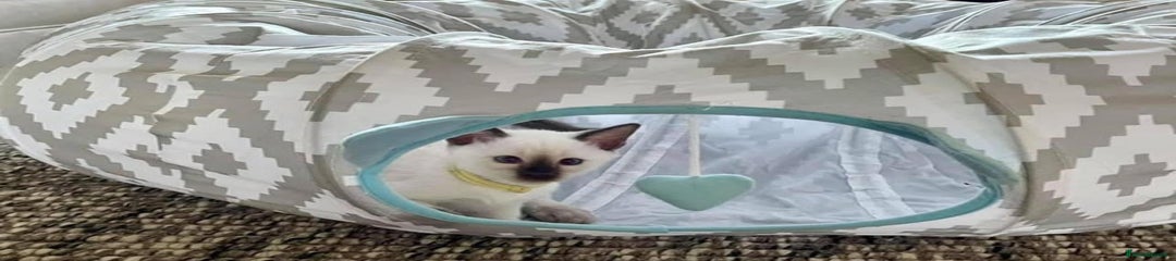 Siamese Kitten 4
