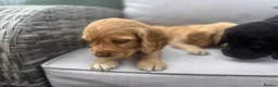 Cocker Spaniel dogs for sale: 2 goldens & 1 black & white cocker spaniel puppies - Advert 30
