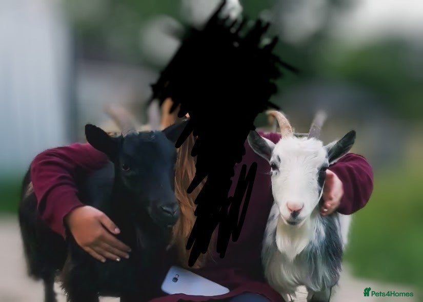 Goats livestock Tame Pygmy Nanny Goats for sale - Advert 17