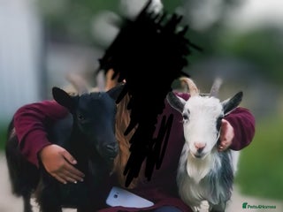 Goats livestock - Advert 11