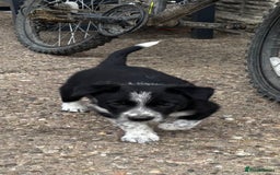 Border Collie dogs for sale: Border collie pups - Image 33