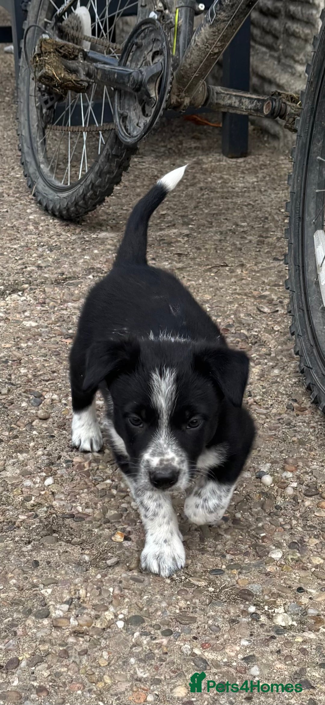 Border Collie dogs for sale: Border collie pups - Image 33