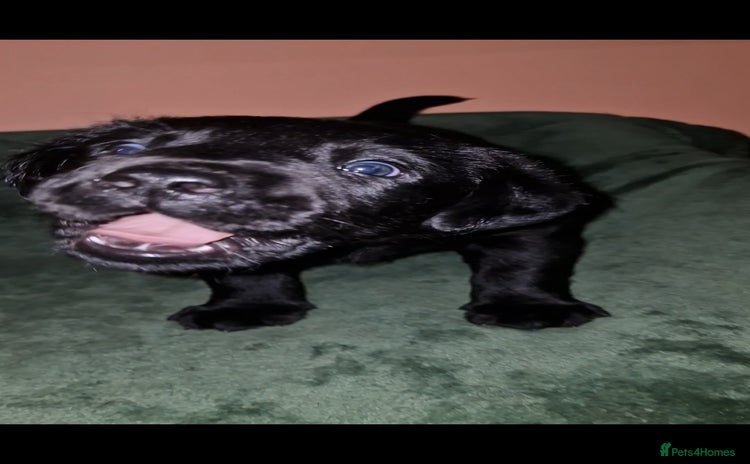 Labrador Retriever dogs - Advert 5