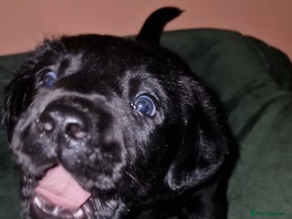 Labrador Retriever dogs - Advert 2