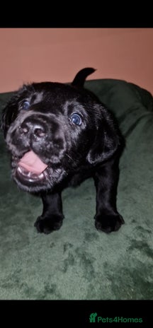 Labrador Retriever dogs - Advert 13