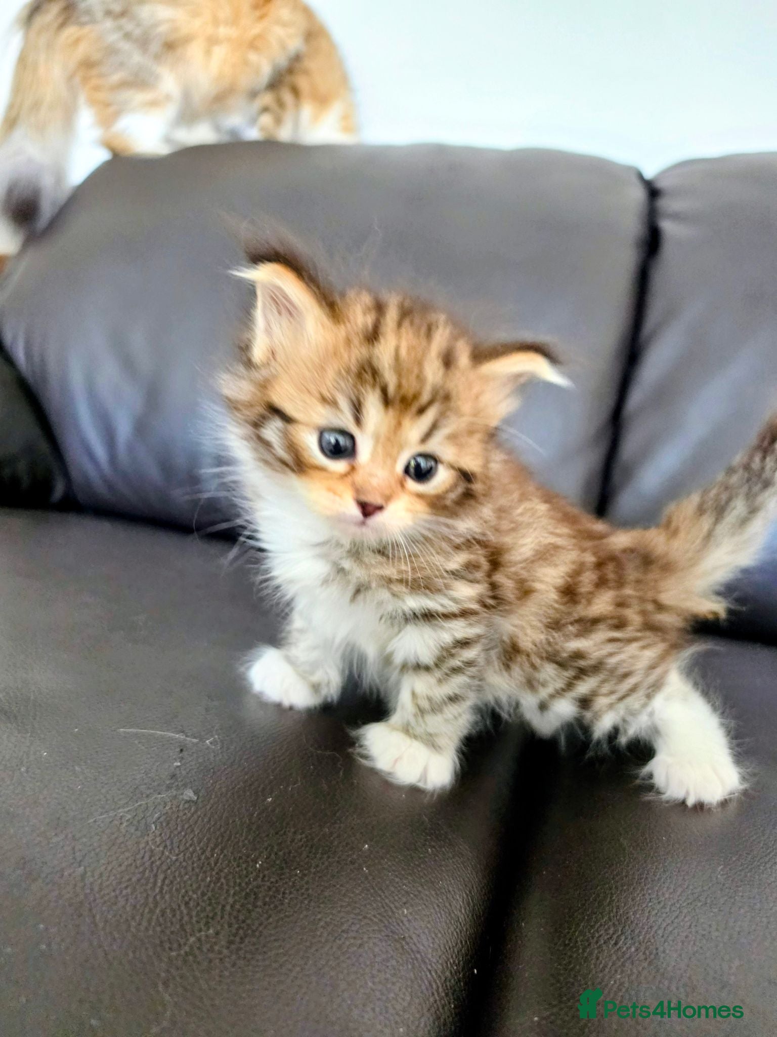 Siberian cats Pure gorgeous Siberian Kittens  - Advert 1
