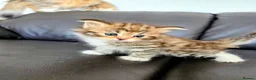 Siberian cats for sale: Pure gorgeous Siberian Kittens - Advert 6