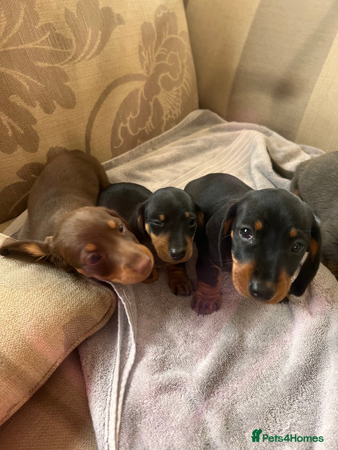 Dachshund dogs for sale: Daushund puppy’s for sale ready to leave 💝  - Image 9