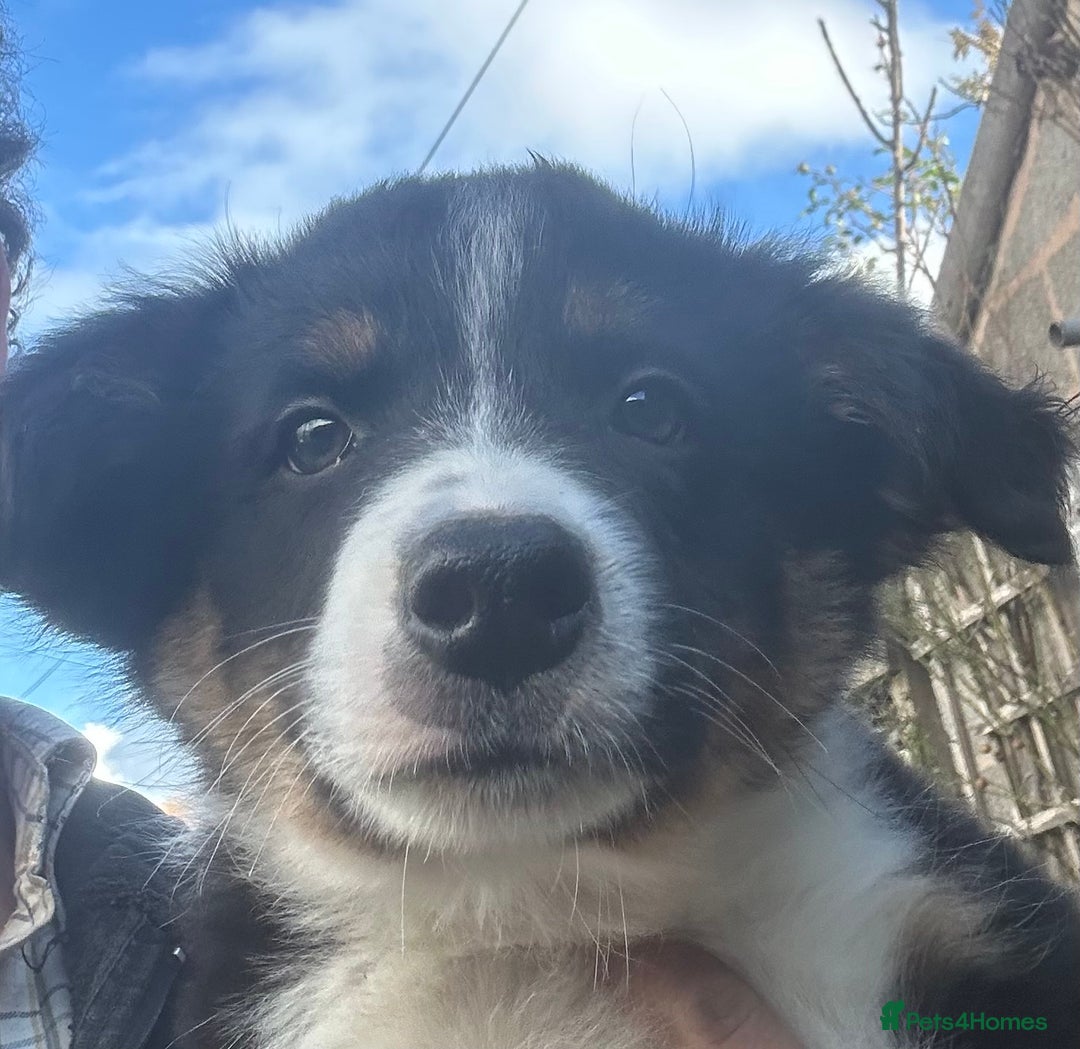 Border Collie dogs for sale: Stunning male pup - Image 2