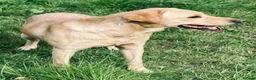 Labrador Retriever dogs for sale: Yellow 18 Month Old Working Lab Dog - Advert 3