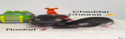 Rat rodents for sale: Beautiful baby rats  - Advert 21