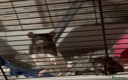 Rat rodents for sale: 2 male rats and cage  - Image 5