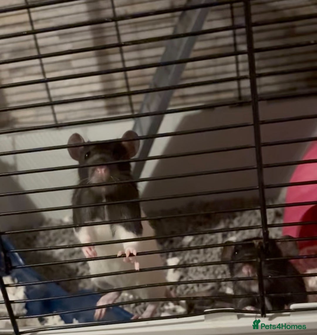 Rat rodents for sale: 2 male rats and cage  - Image 5
