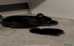 Netherland Dwarf rabbits for sale: PURE Netherland dwarfs for sale - Image 1