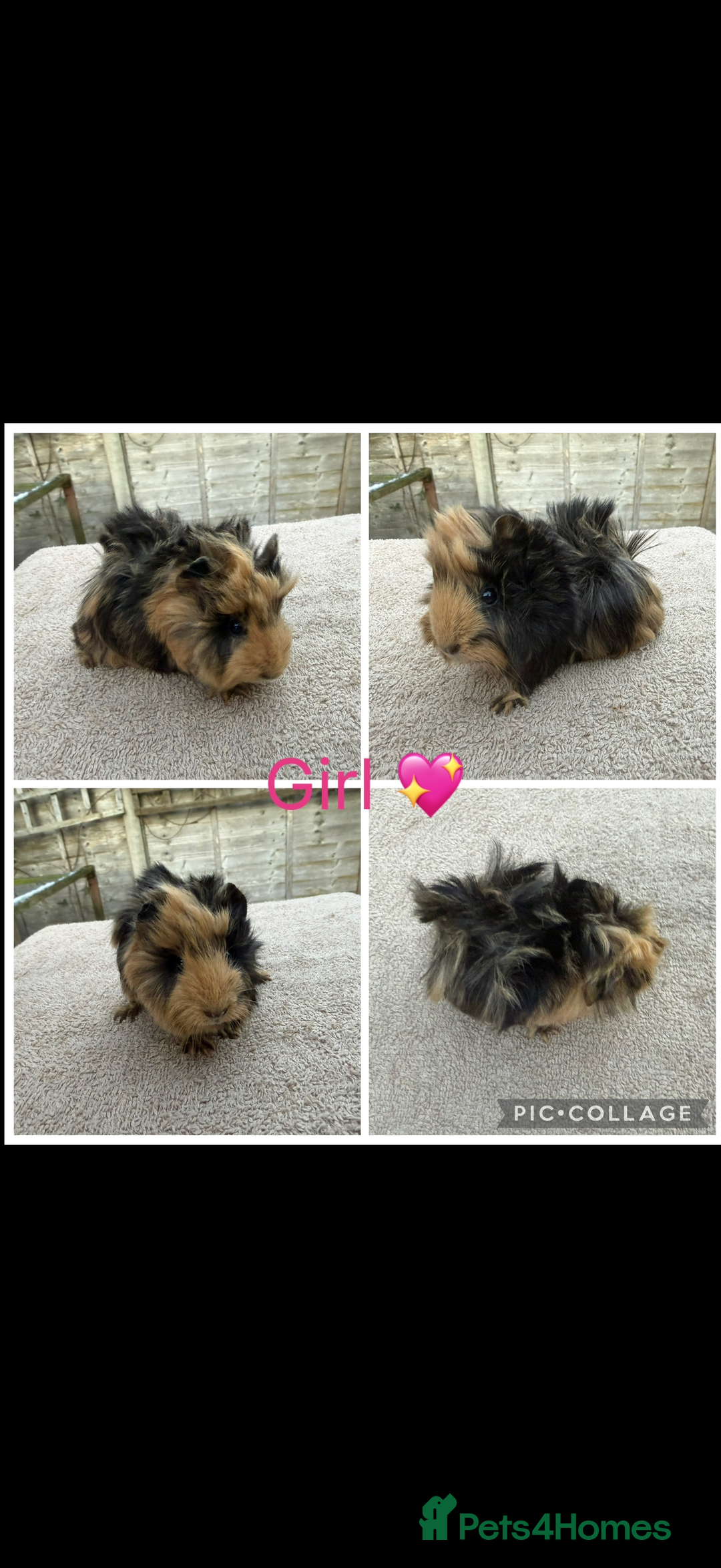 Guinea Pig rodents for sale: Male & Female Guinea pigs 👀 for new laps 🥰 - Advert 23