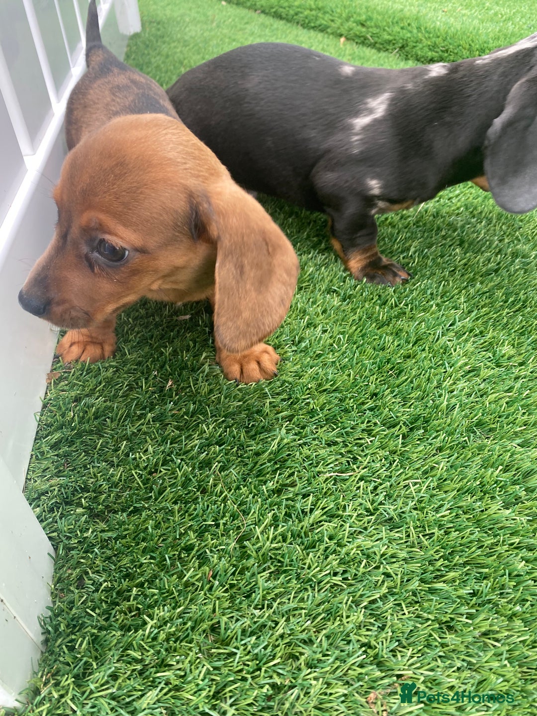 Miniature Dachshund dogs for sale: 4 adorable miniature dachshund puppies  - Image 24