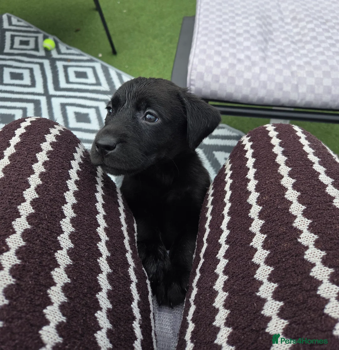 Labrador Retriever dogs for sale: Lab puppies  - Advert 2