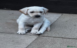 Labrador Retriever dogs for stud: Loving boy for Stud  in Doncaster - Image 9