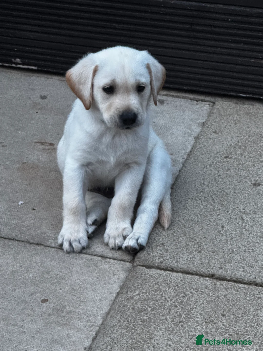 Labrador Retriever dogs for stud: Loving boy for Stud  in Doncaster - Advert 9