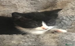 Mixed Breed cats for sale: Beautiful Mixed Kittens - Image 2