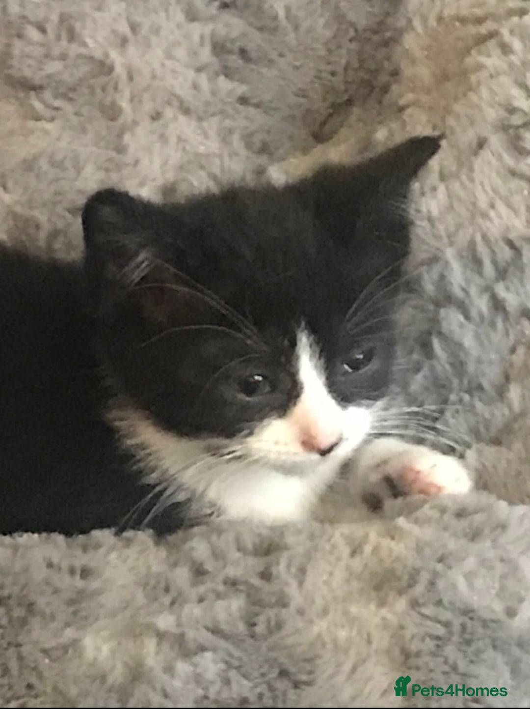 Mixed Breed cats for sale: Beautiful Mixed Kittens - Image 2