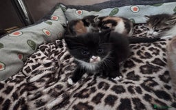 Bengal cats for sale: Beautifull kittens for sale - Image 9