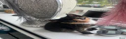 Mixed Breed cats for sale: 3 kittens for sale  - Advert 5