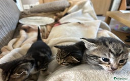Bengal cats for sale: 3 Bengal mix kittens  - Image 14