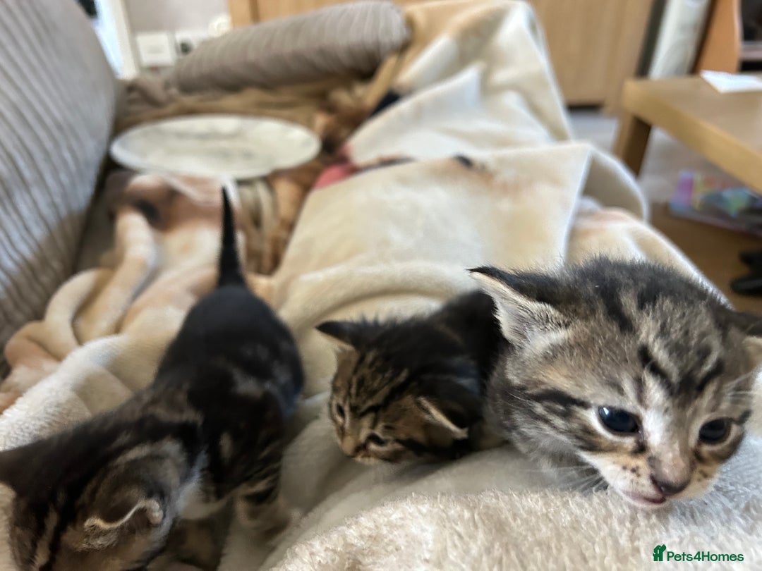 Bengal cats for sale: 3 Bengal mix kittens  - Image 14