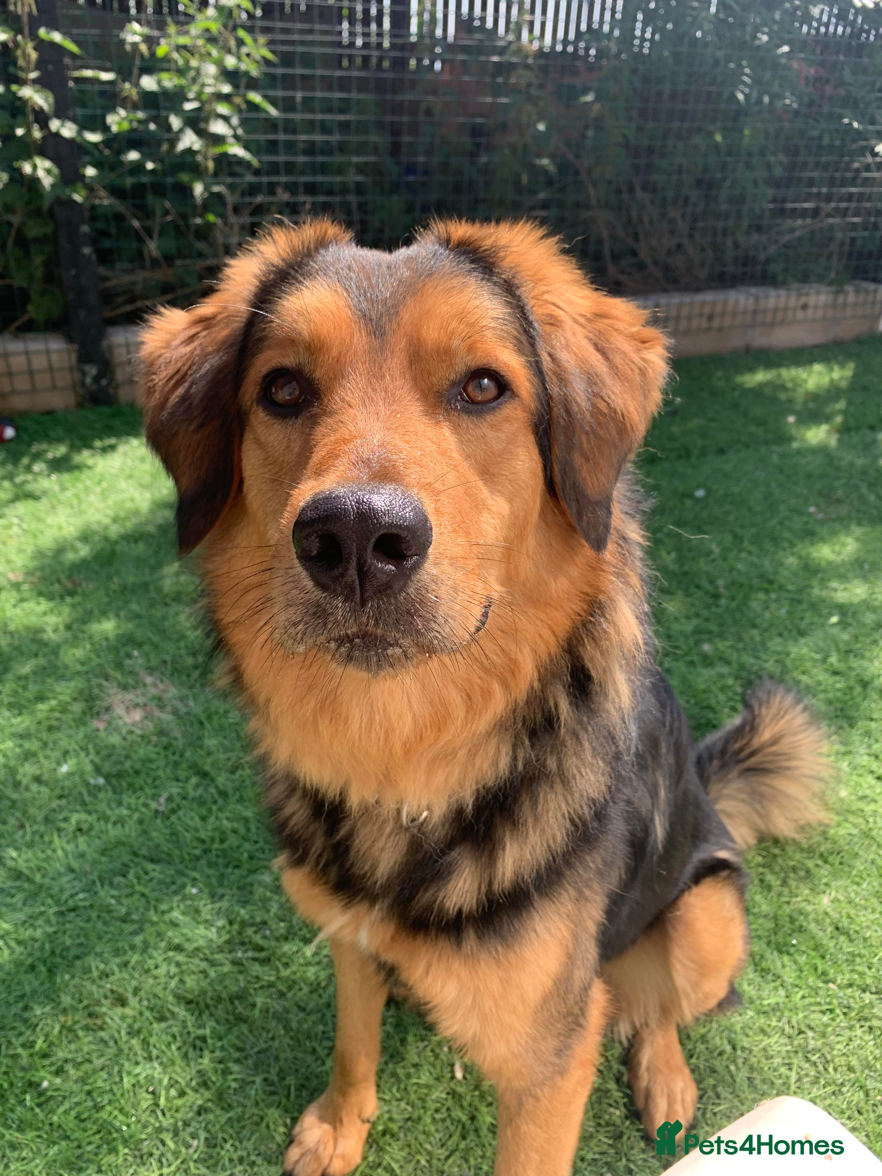 Mixed Breed dogs Meet Derry, currently residing in Cheshire  in Nantwich - Advert 15