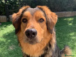 Mixed Breed dogs Meet Derry, currently residing in Cheshire in Nantwich - Advert 2