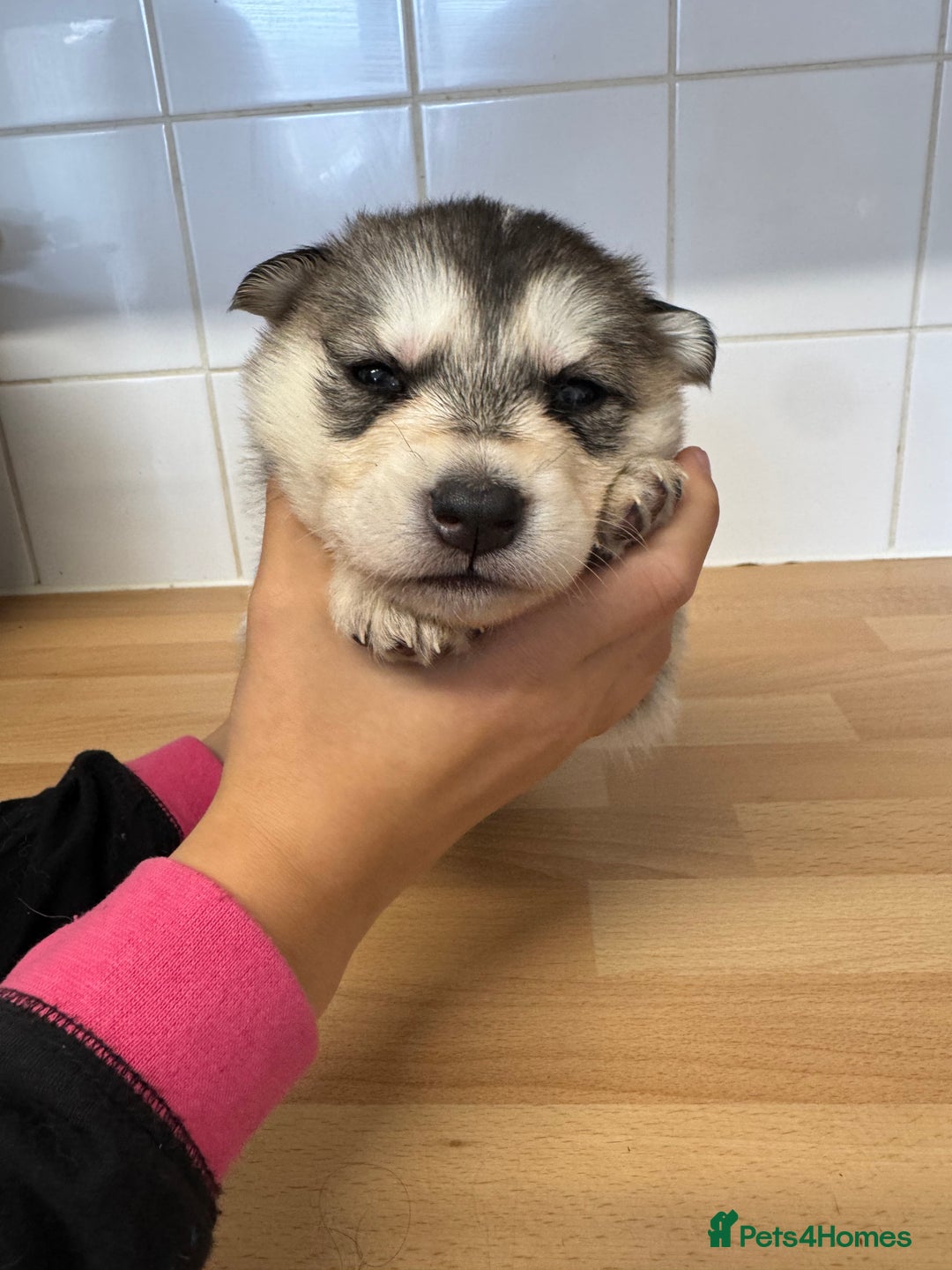 Shepsky dogs for sale: 7 beautiful Shepsky puppy’s available 🫶🏼 - Advert 19