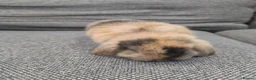Mini Lop rabbits for sale: Purebred Minilops - 5 LEFT - Advert 19