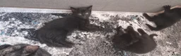 British Shorthair cats for sale: adorable tortieshell kittens  - Advert 2