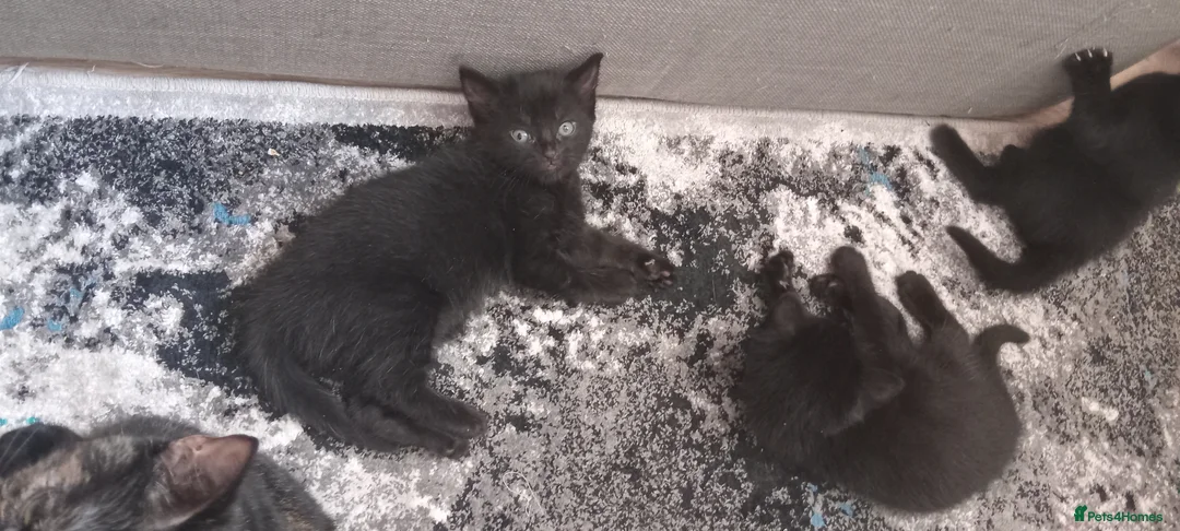 British Shorthair cats for sale: adorable tortieshell kittens  - Advert 2