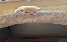 Burmese cats for sale: GCCF-registered, home-raised, Burmese kittens - Image 11