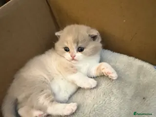 British Shorthair cats Active register unique colours BSH kittens - Advert 4