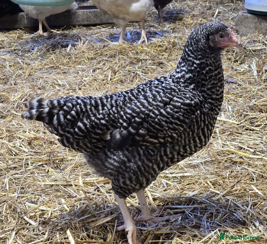 Chickens poultry for sale: Our last Hybrid POL hens of 2025 - Image 4
