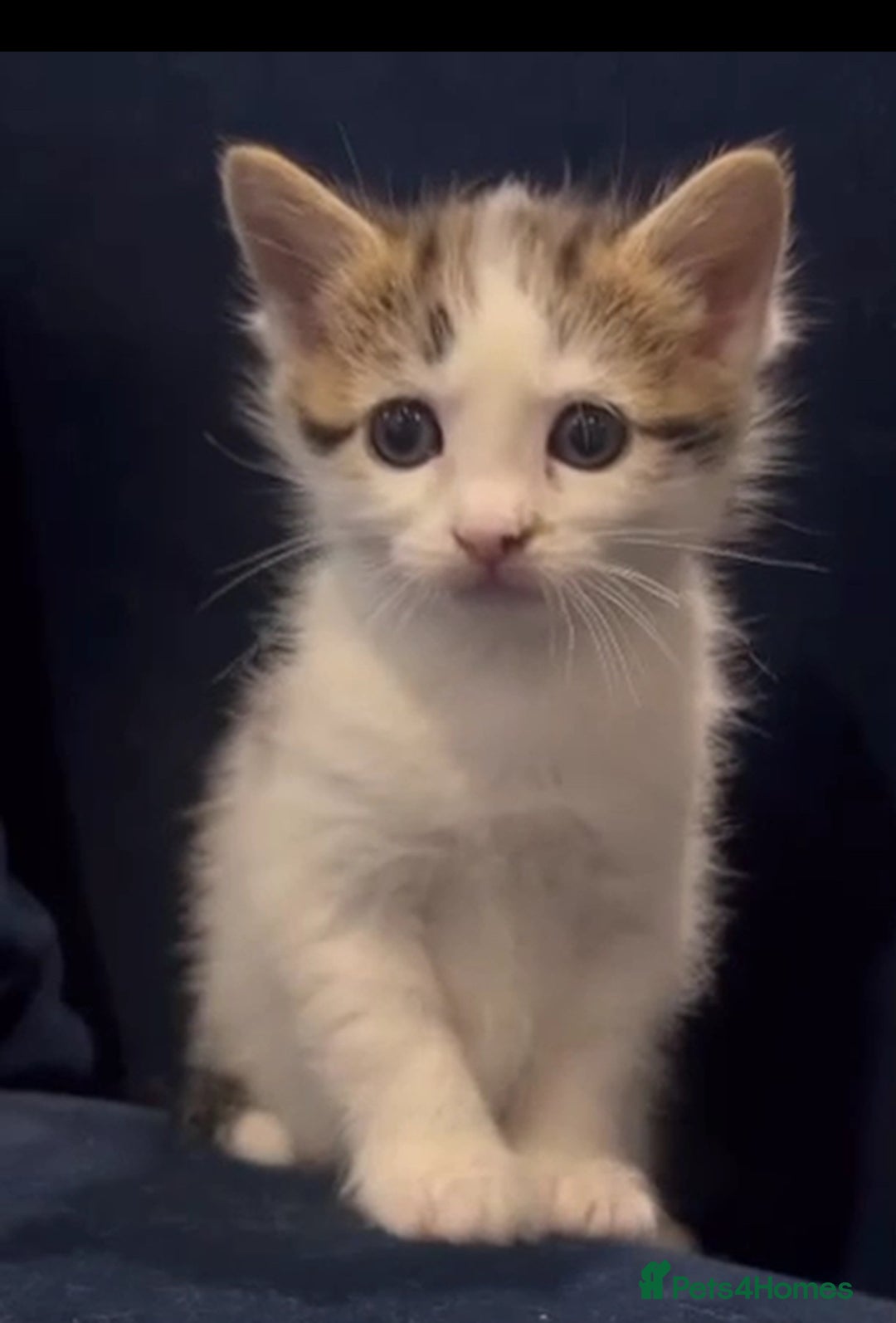 Mixed Breed cats for sale: Beautiful mixed kittens  - Image 8