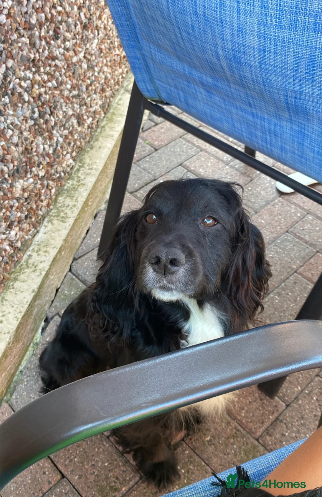 Cocker Spaniel dogs for sale: Cocker spaniel puppy  in Doncaster - Advert 11
